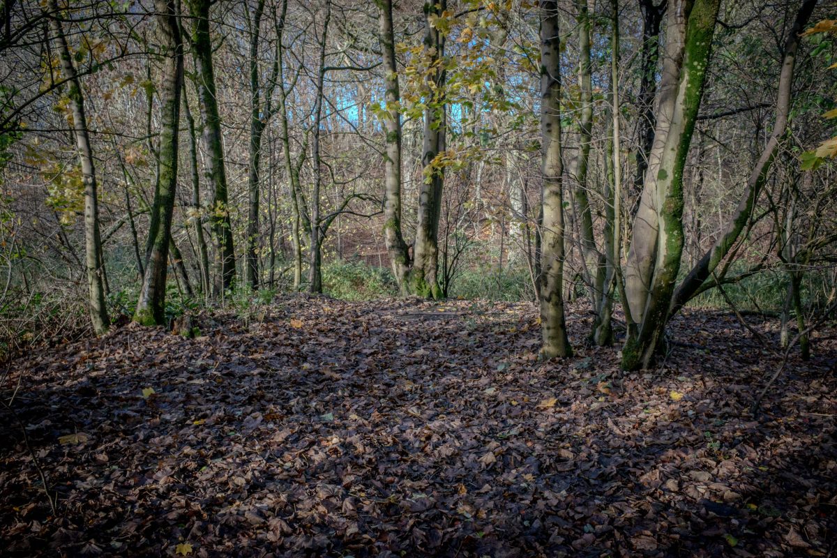 Bathpool Park The Location Where Lesley Whittle Killed By Donald Neilson Aka The Black Panther Kidnap Murder Case In 1975