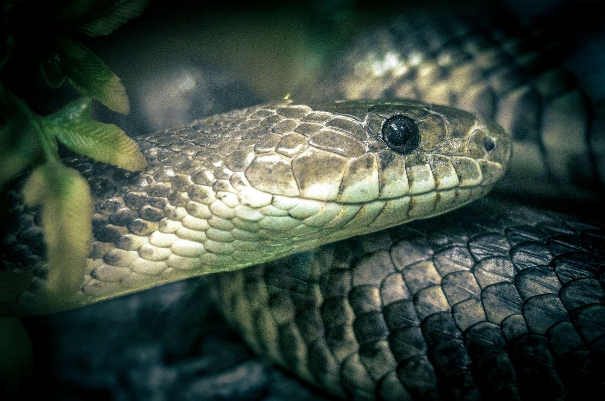 California king snake on display in the Animal Adventure Zone at Wheelgate Park.