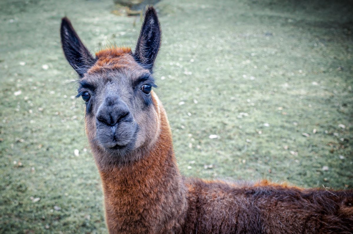 Close-up portrait of an alpaca at Wheelgate Park in Nottinghamshire