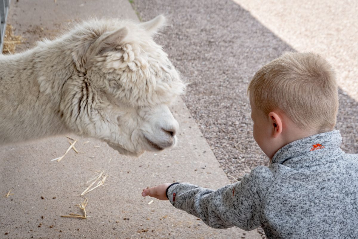 A young boy in a grey jacket feeding a white, fluffy alpaca at Amerton Farm.