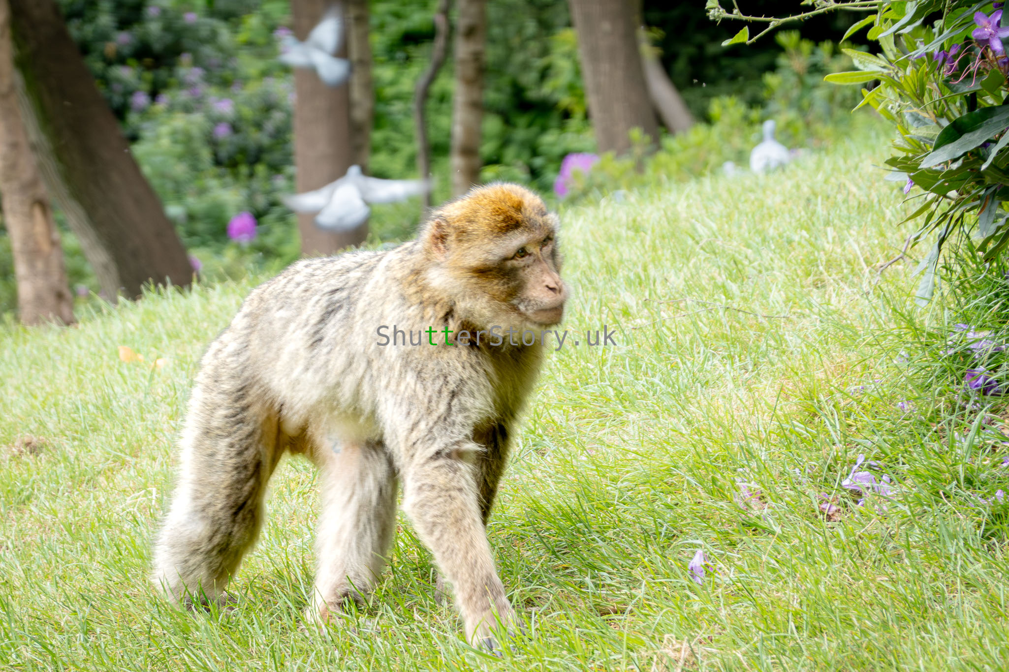 A Barbary macaque walking through a bright forest clearing with soft blurred trees and birds in the background.