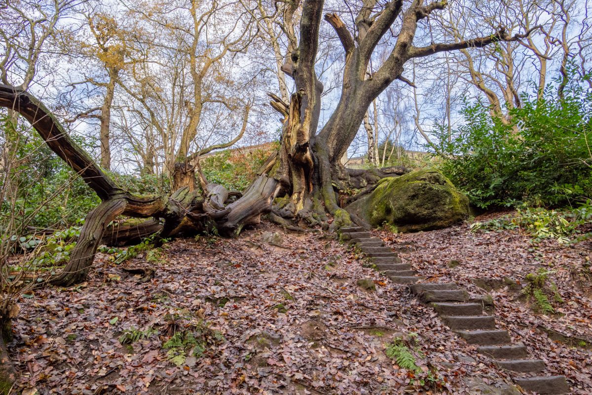 The legendary Chained Oak in Alton, Staffordshire, showing its large, fallen, chained branches and the stone steps leading up to the cursed tree.