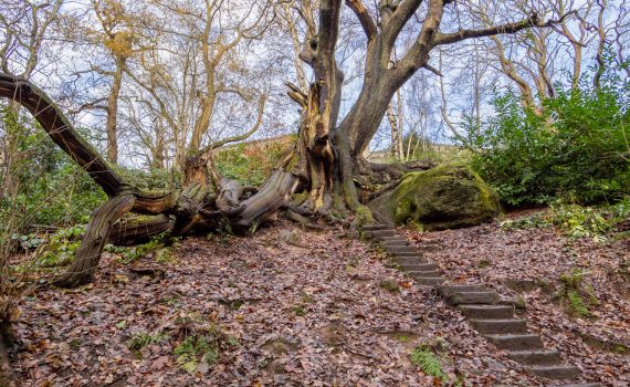 The legendary Chained Oak in Alton, Staffordshire, showing its large, fallen, chained branches and the stone steps leading up to the cursed tree.