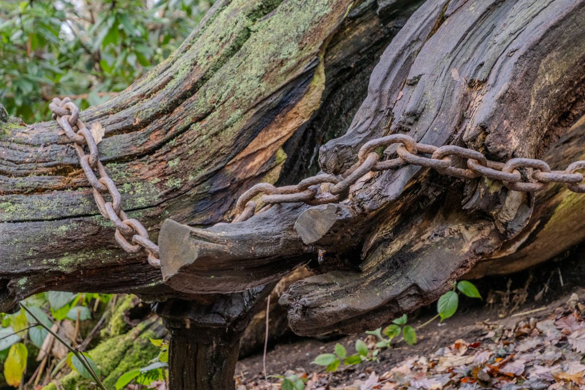 Close-up of heavy, rusted iron chains wrapped around the decayed limb of the Chained Oak, embodying the Earl of Shrewsbury's curse.