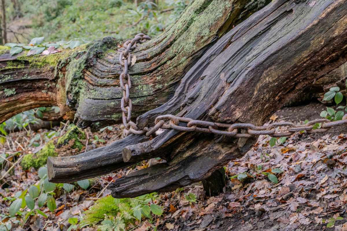 Close-up of a main branch of the Chained Oak, bound by a chain, with green ferns and moss growing on the wood.