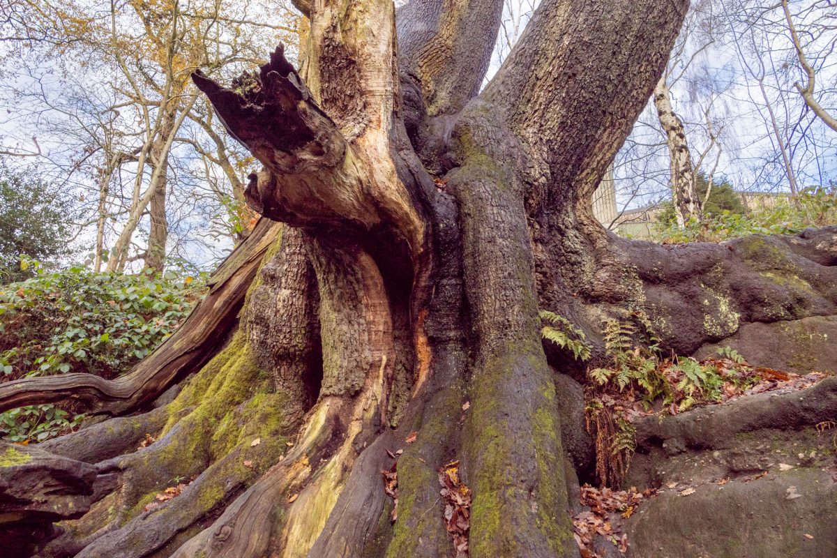 Extreme close-up of the rough, mossy bark and massive exposed roots of the Chained Oak trunk.