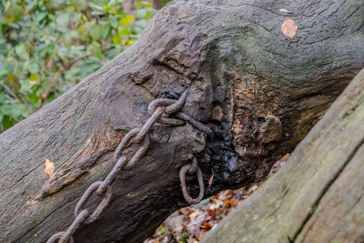 Detail of a heavy chain link embedded into the dark, rotten wood of the Chained Oak tree, showing deep wear.