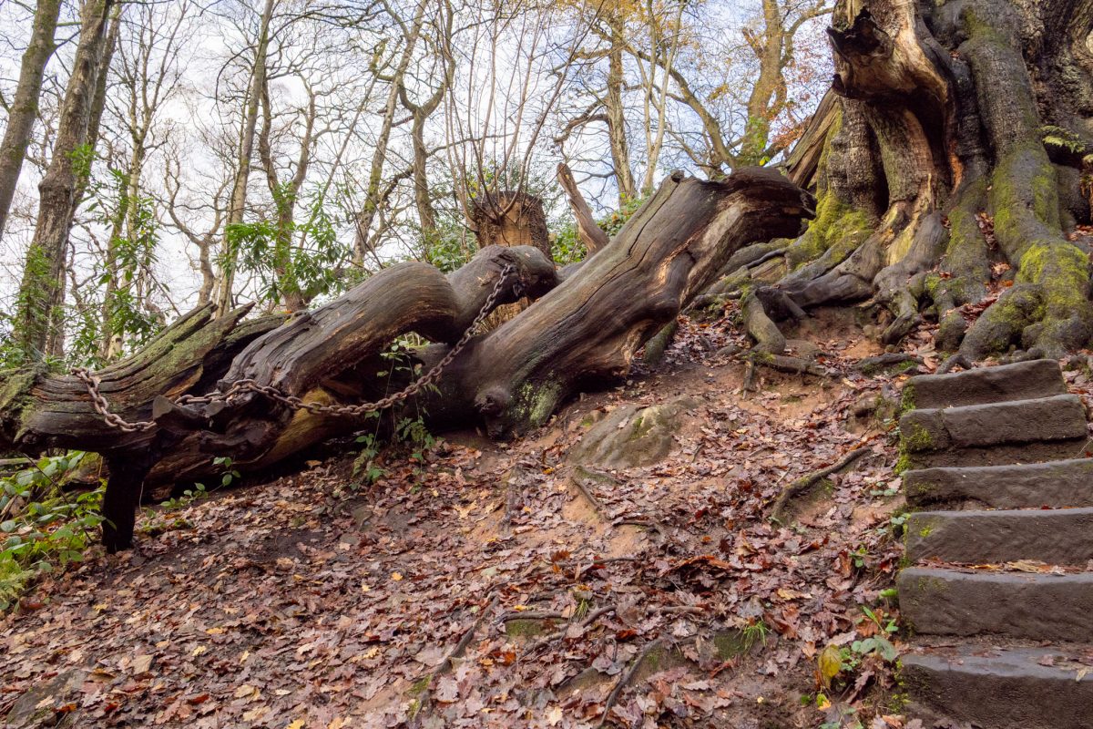 Wide view of the gnarled, massive trunk and fallen, chained branches of the Chained Oak, set against a steep, wooded hillside.