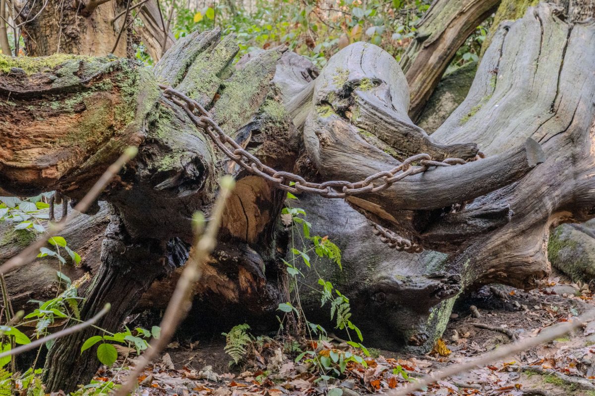 Close-up of a main branch of the Chained Oak, bound by a chain, with green ferns and moss growing on the wood.