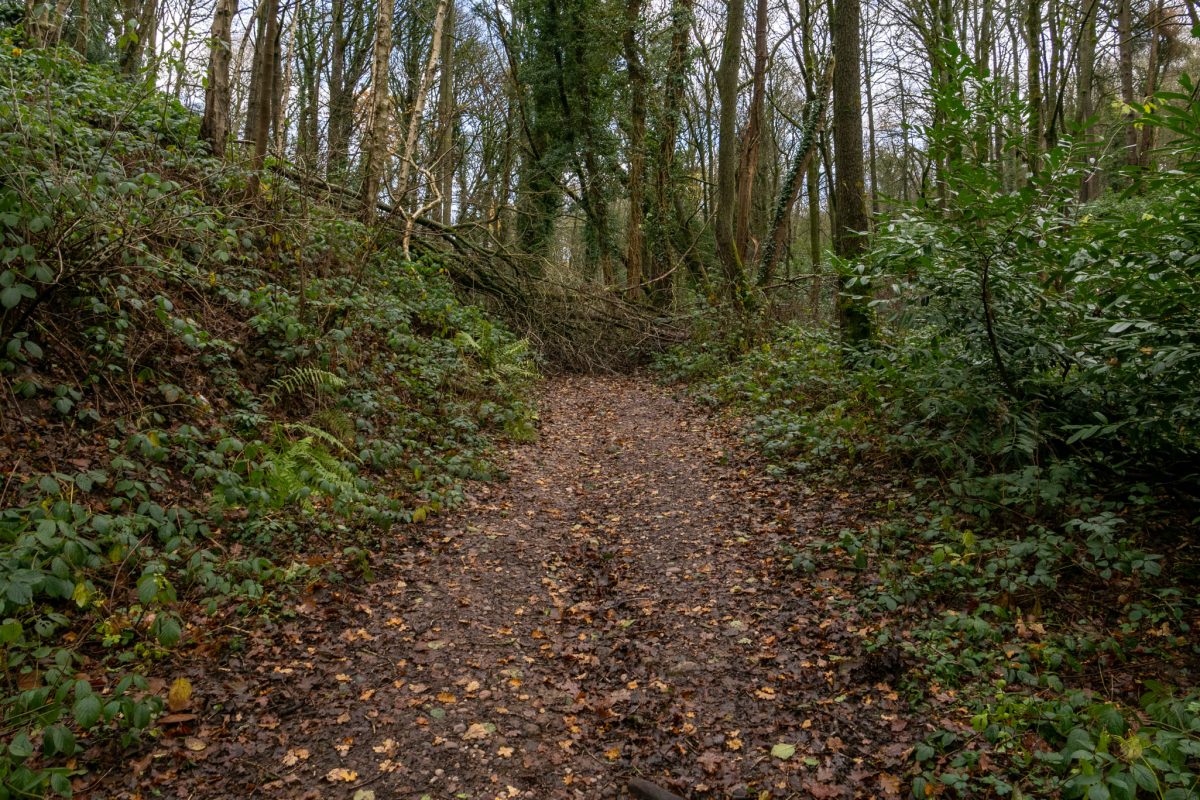 A muddy, leaf-covered public footpath through the wooded area of Dimmingsdale, leading towards the Chained Oak.