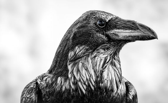 Close-up black and white portrait of a raven at the Tower of London