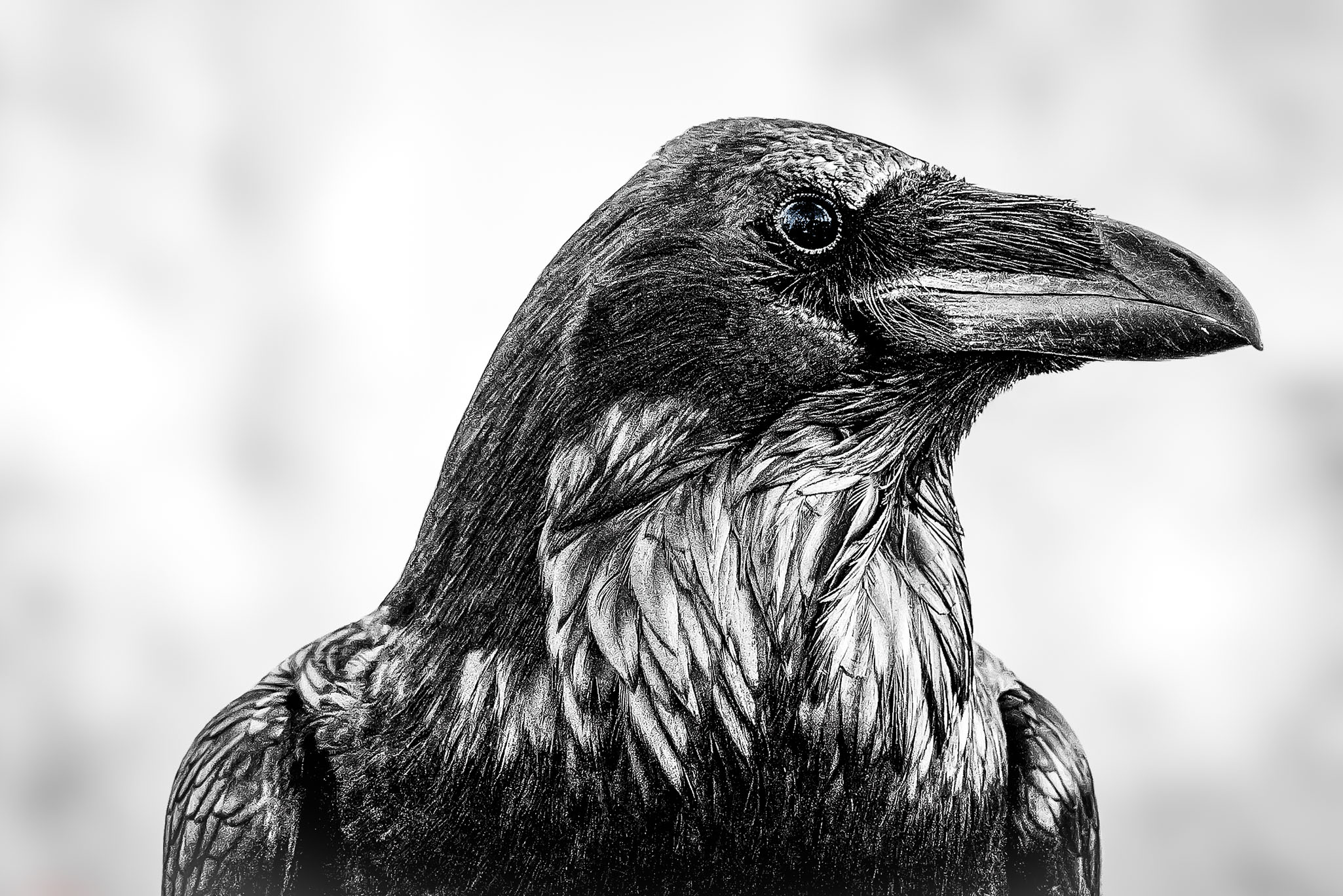 Close-up black and white portrait of a raven at the Tower of London