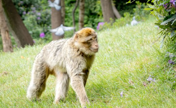 A Barbary Macaque walking through tall green grass and wildflowers in a forest clearing.