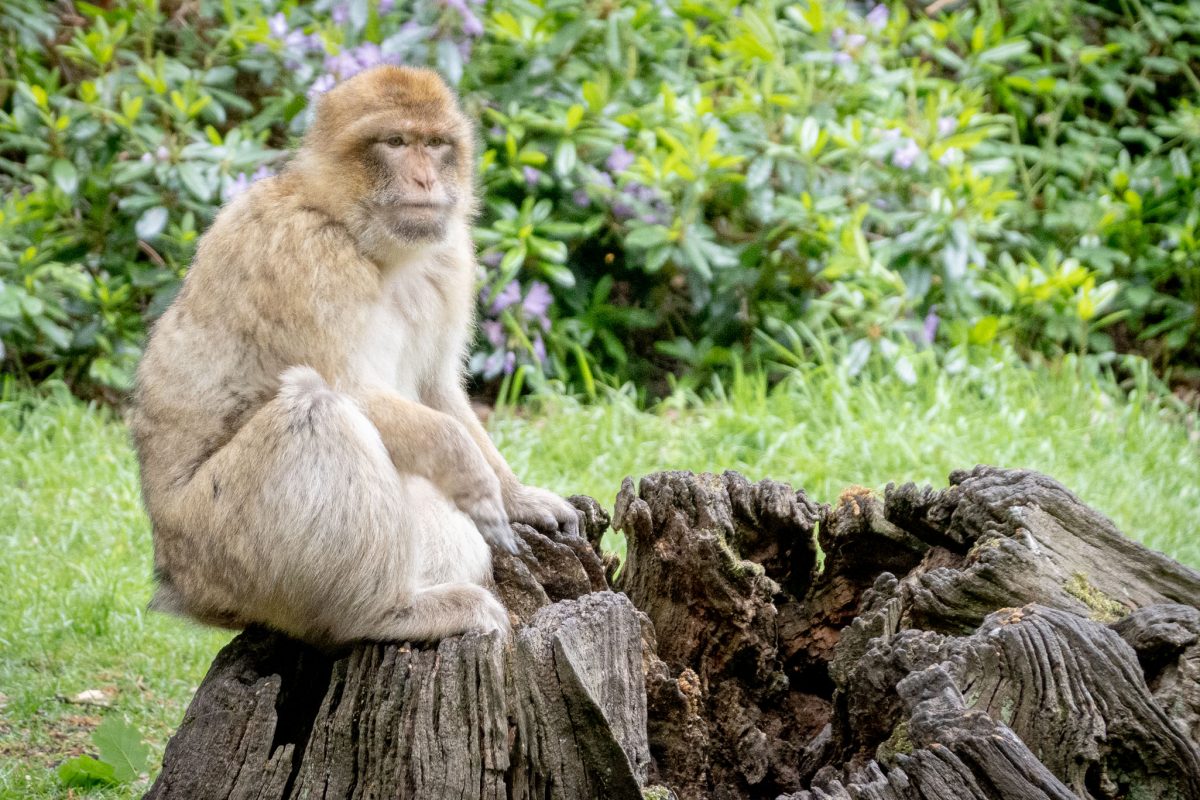 A Barbary Macaque sitting on an old, gnarled tree stump in front of lush green and purple rhododendrons.