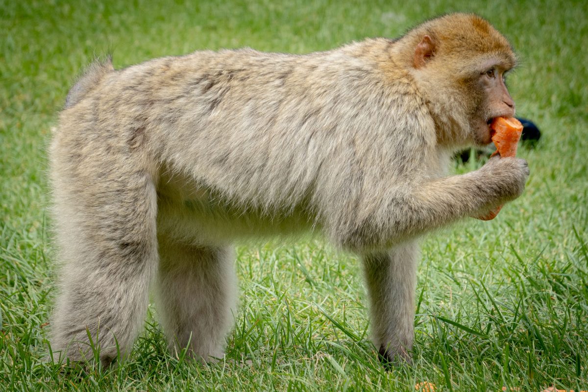 A Barbary Macaque standing on all fours in the grass, eating a piece of bright orange carrot or sweet potato.