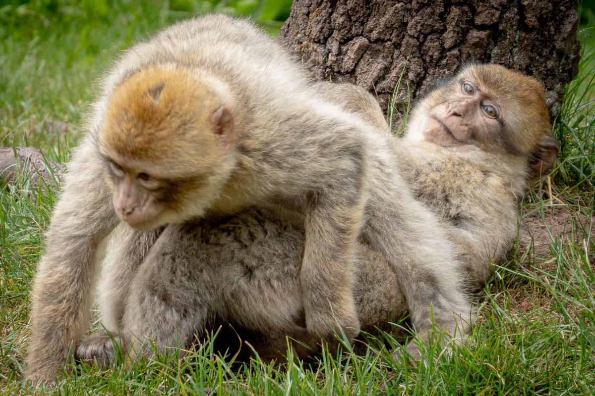 Two Barbary Macaques interacting on the grass next to a tree trunk.