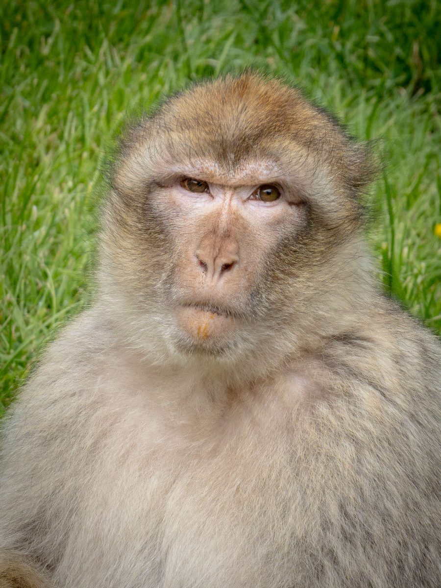 A close-up portrait of a Barbary Macaque with thick fur and an intense expression.