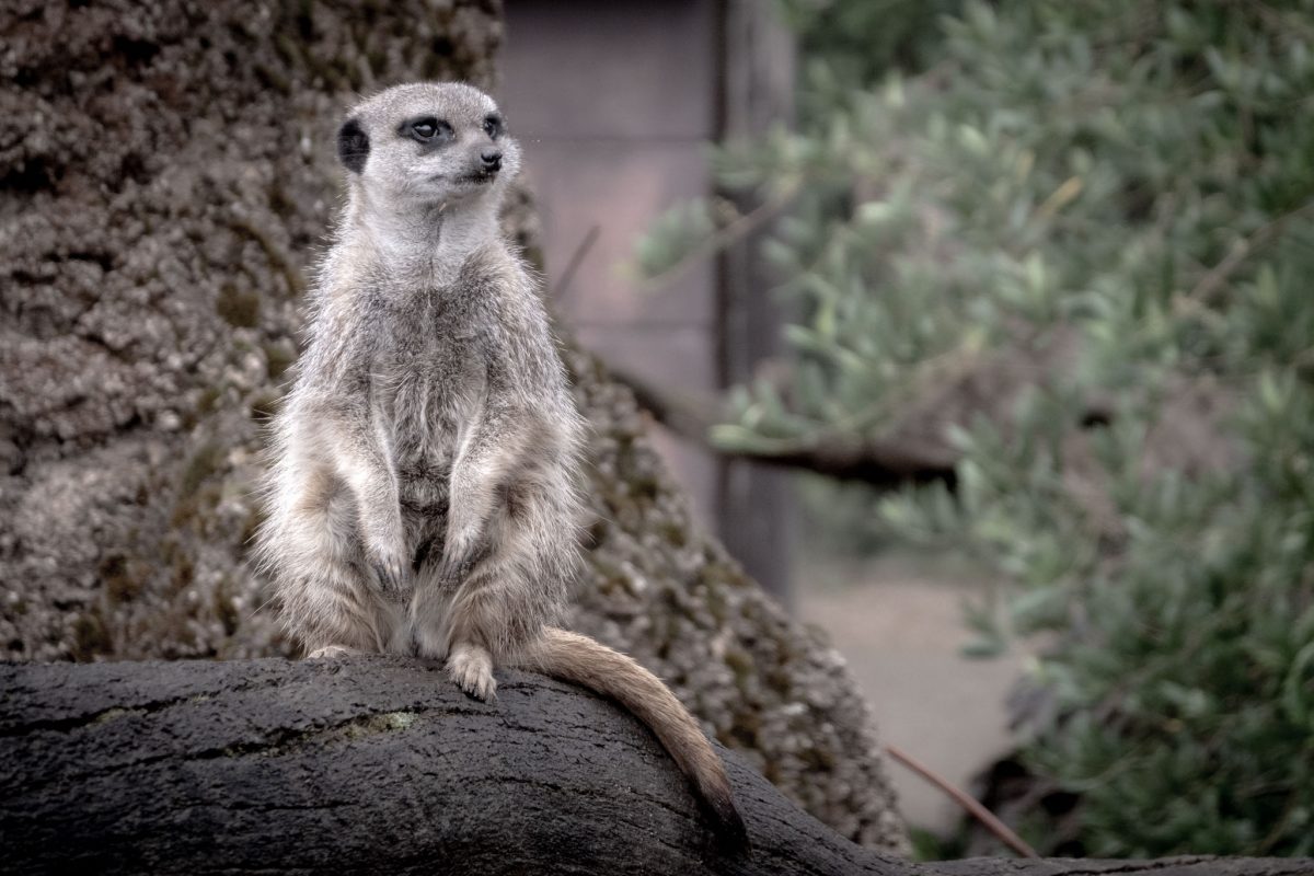 Close-up of an alert Meerkat standing on a dark log, acting as a lookout.