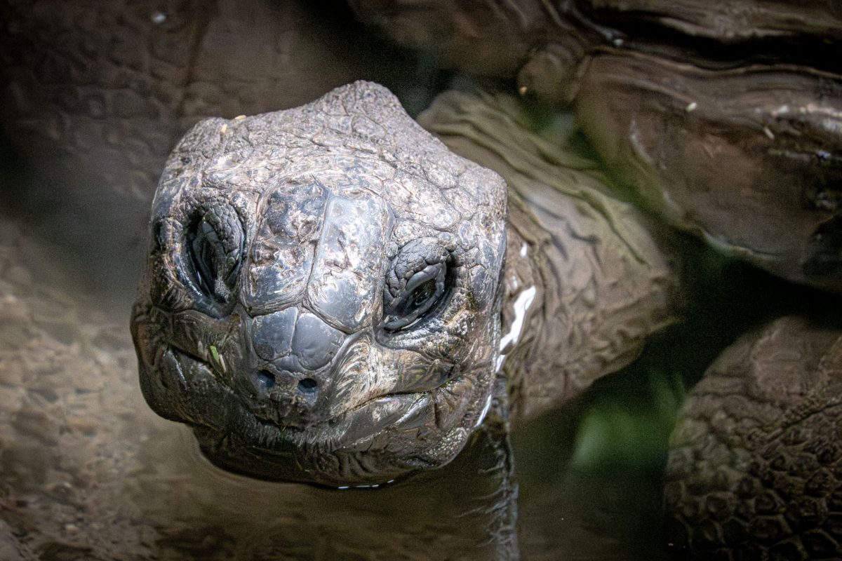 Detailed headshot of a large Aldabra or Galapagos Giant Tortoise in shallow water.