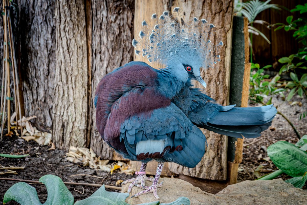 A Victoria Crowned Pigeon displaying its unique blue crest and rich blue and maroon plumage.