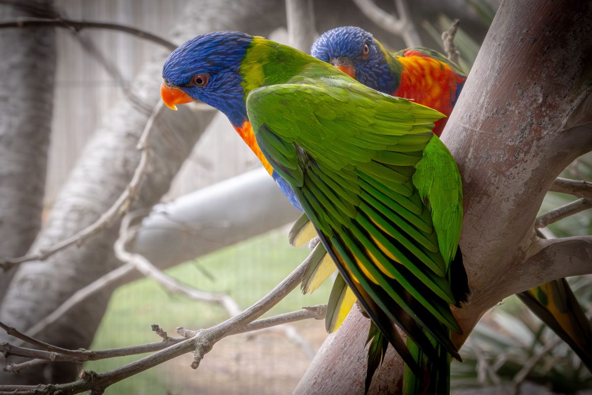 Two brightly colored Rainbow Lorikeets perched on a tree branch.