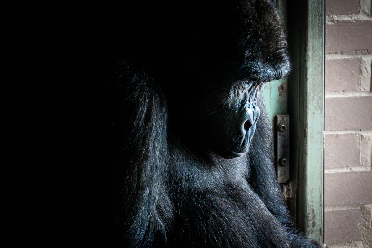 Profile shot of a Western Lowland Gorilla partially lit against a dark background and brick wall.