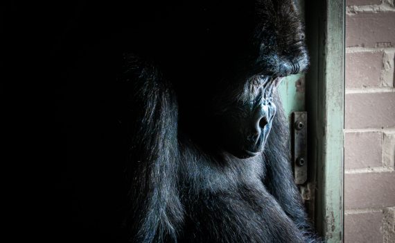 Profile shot of a Western Lowland Gorilla partially lit against a dark background and brick wall.