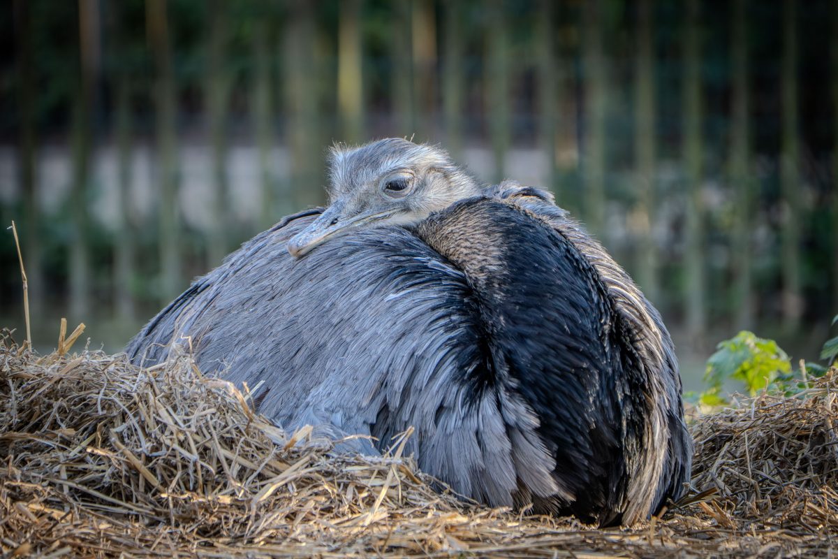 A Greater Rhea resting in a bed of hay at the Jardin des Plantes in Paris.