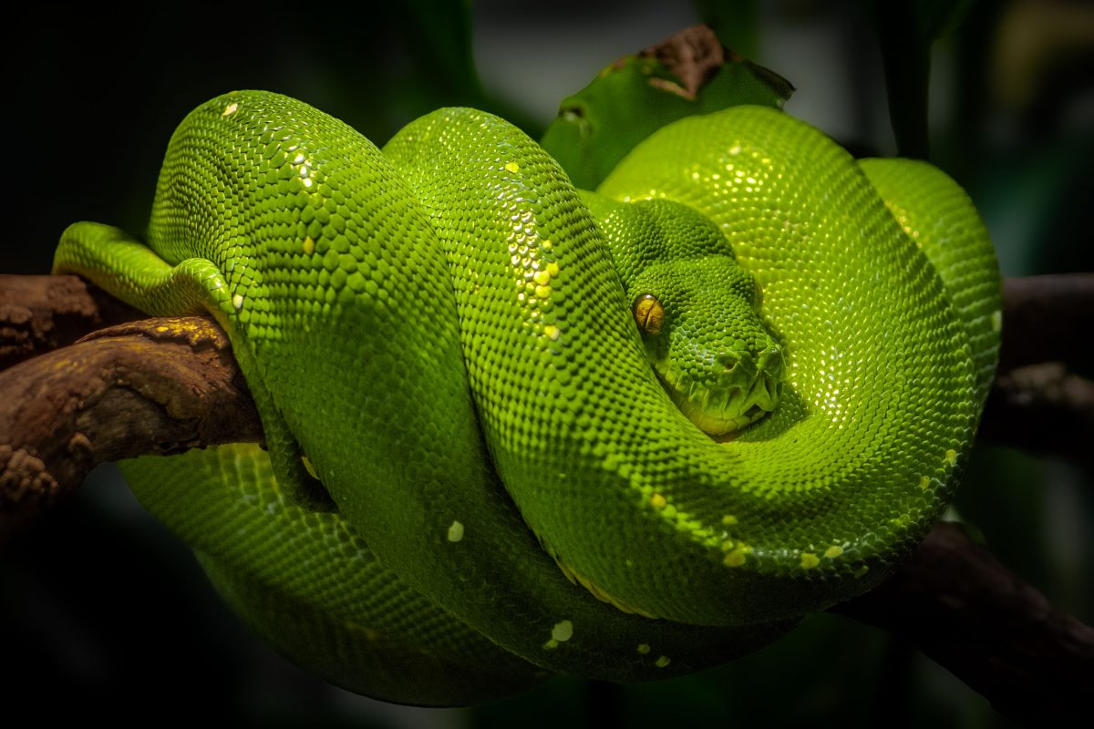 A bright green Morelia viridis coiled tightly on a branch.