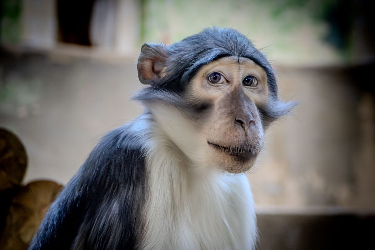 A close-up portrait of a grey and white monkey with a distinctive facial pattern at the Paris zoo.